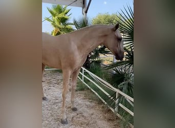 PRE Blandning, Hingst, 1 år, 151 cm, Palomino