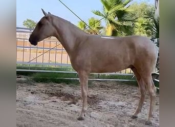 PRE Blandning, Hingst, 1 år, 151 cm, Palomino