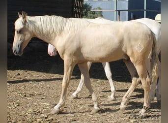 PRE, Hingst, 1 år, 152 cm, Palomino