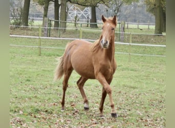 PRE Blandning, Hingst, 1 år, 157 cm, fux