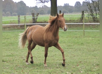 PRE Blandning, Hingst, 1 år, 157 cm, fux