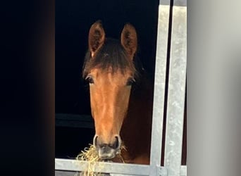 PRE Blandning, Hingst, 1 år, 158 cm, Brun