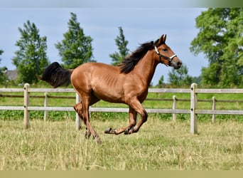 PRE Blandning, Hingst, 1 år, 158 cm, Brun