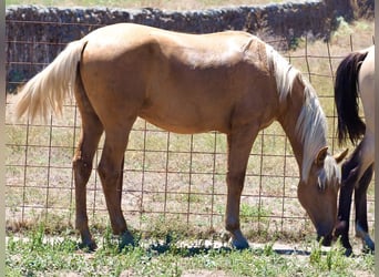 PRE Blandning, Hingst, 1 år, 158 cm, Palomino