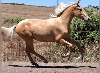 PRE Blandning, Hingst, 1 år, 158 cm, Palomino