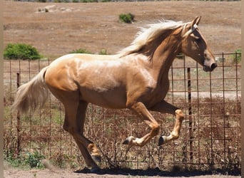 PRE Blandning, Hingst, 1 år, 158 cm, Palomino