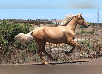 PRE Blandning, Hingst, 1 år, 158 cm, Palomino