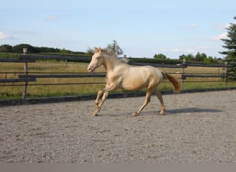 PRE Blandning, Hingst, 1 år, 159 cm, Perlino