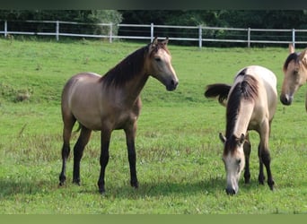 PRE, Hingst, 1 år, 160 cm, Braunfalbschimmel