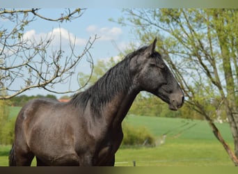 PRE Blandning, Hingst, 1 år, 160 cm, Grå