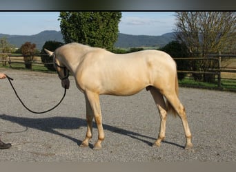 PRE Blandning, Hingst, 1 år, 160 cm, Perlino