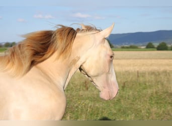 PRE Blandning, Hingst, 1 år, 160 cm, Perlino