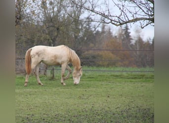 PRE Blandning, Hingst, 1 år, 160 cm, Perlino