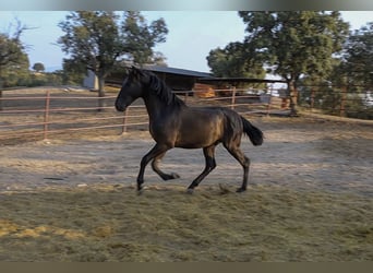 PRE Blandning, Hengst, 1 Jahr, 162 cm, Rappe