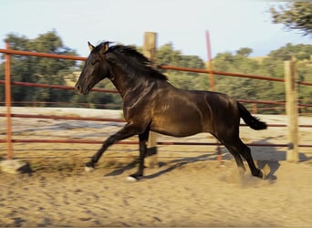 PRE Blandning, Hingst, 1 år, 162 cm, Svart