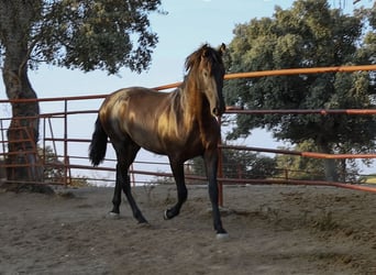 PRE Blandning, Hingst, 1 år, 162 cm, Svart