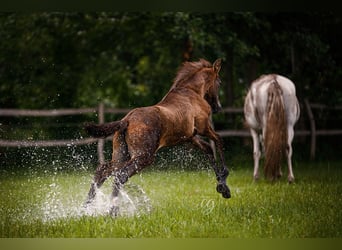 PRE, Hingst, 1 år, 163 cm, Grå