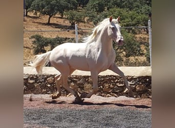 PRE Blandning, Hingst, 1 år, 164 cm, Palomino