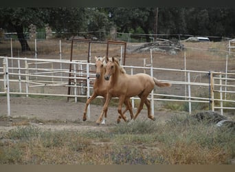 PRE Blandning, Hingst, 1 år, 164 cm, Palomino