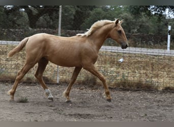 PRE Blandning, Hingst, 1 år, 164 cm, Palomino