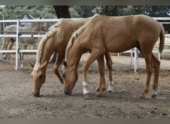 PRE Blandning, Hingst, 1 år, 164 cm, Palomino