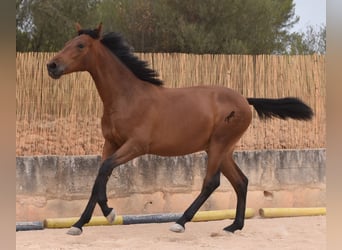 PRE, Hingst, 1 år, 165 cm, Brun