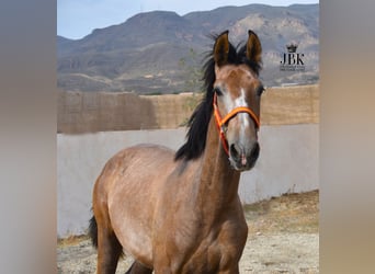 PRE, Hingst, 1 år, 165 cm, Grå-röd-brun
