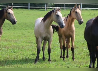 PRE, Hingst, 1 år, 165 cm, Kan vara vit