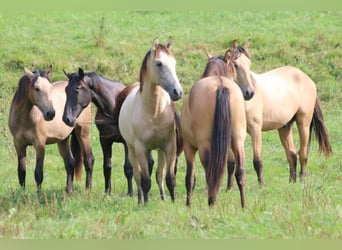 PRE, Hingst, 1 år, 165 cm, Kan vara vit