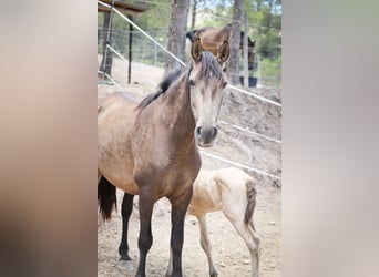 PRE Blandning, Hingst, 1 år, 172 cm, Perlino