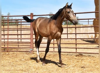 PRE, Hingst, 1 år, Black