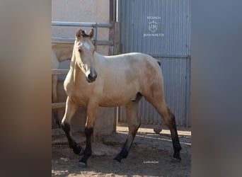 PRE Blandning, Hingst, 1 år, Black