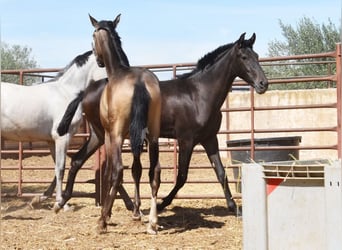 PRE, Hingst, 1 år, Mörkbrun