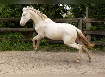 PRE, Hingst, 1 år, Pärla