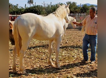 PRE, Hingst, 1 år, Perlino