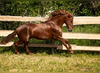 PRE, Hingst, 23 år, 156 cm, fux