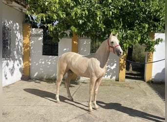 PRE Blandning, Hingst, 2 år, 145 cm, Pärla