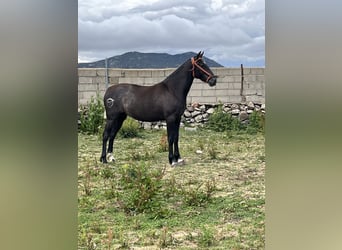 PRE Blandning, Hingst, 2 år, 152 cm, Gråskimmel