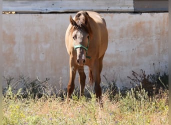 PRE, Hingst, 2 år, 153 cm, Pärla