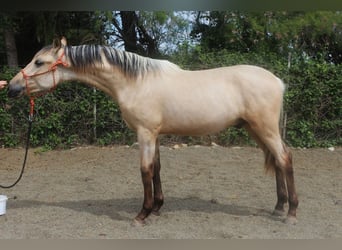 PRE Blandning, Hengst, 2 Jahre, 155 cm, Falbe