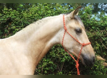 PRE Blandning, Hengst, 2 Jahre, 155 cm, Falbe