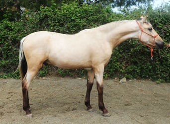 PRE Blandning, Hengst, 2 Jahre, 155 cm, Falbe