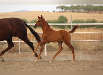 PRE Blandning, Hingst, 2 år, 155 cm, fux