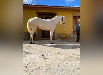 PRE Blandning, Hengst, 2 Jahre, 158 cm, Cremello