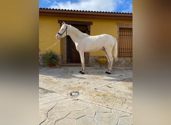 PRE Blandning, Hengst, 2 Jahre, 158 cm, Cremello