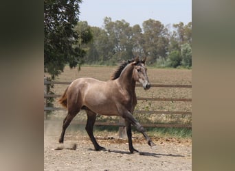 PRE Blandning, Hingst, 2 år, 158 cm, Grå-röd-brun