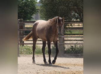 PRE Blandning, Hingst, 2 år, 158 cm, Grå-röd-brun