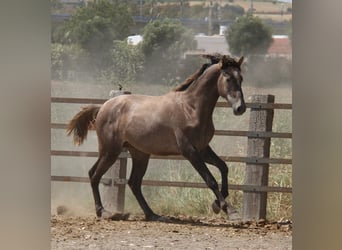 PRE Blandning, Hingst, 2 år, 158 cm, Grå-röd-brun