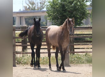 PRE Blandning, Hingst, 2 år, 158 cm, Grå-röd-brun