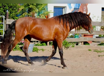 PRE Blandning, Hingst, 2 år, 158 cm, Ljusbrun